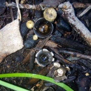 Cyathus olla at Fadden, ACT - 5 May 2019 01:15 PM