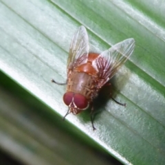 Calliphora ochracea (Reddish Brown blowfly) at ANBG - 4 May 2019 by Christine