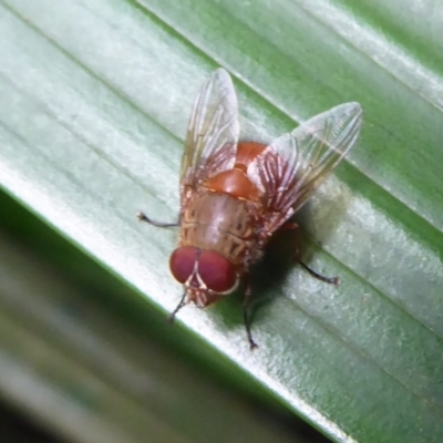 Calliphora ochracea (Reddish Brown blowfly) at Acton, ACT - 4 May 2019 by Christine