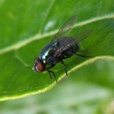 Chrysomya sp. (genus) (A green/blue blowfly) at Acton, ACT - 4 May 2019 by Christine