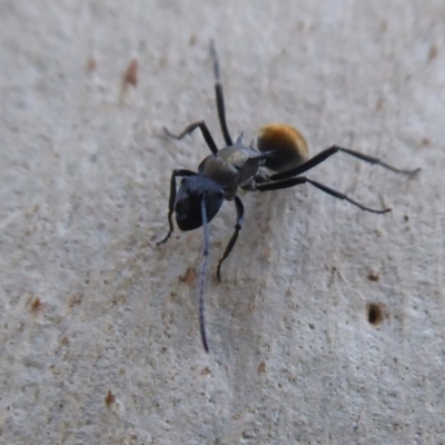 Polyrhachis ammon (Golden-spined Ant, Golden Ant) at Acton, ACT - 4 May 2019 by Christine