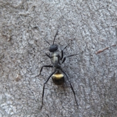 Polyrhachis ammon at Acton, ACT - 4 May 2019