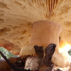 Amanita ochrophylla group at Acton, ACT - 4 May 2019 by Christine