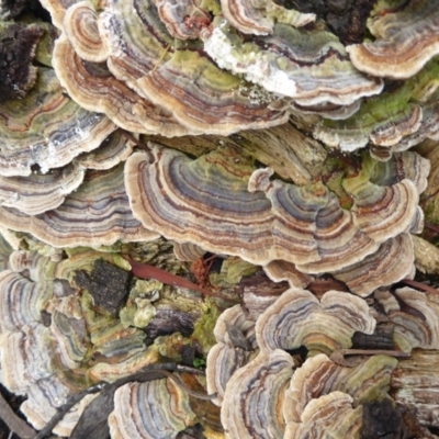 Trametes versicolor (Turkey Tail) at Acton, ACT - 4 May 2019 by Christine