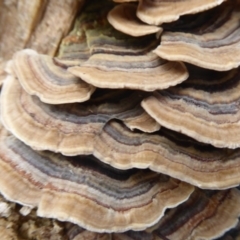 Trametes versicolor at Acton, ACT - 4 May 2019 01:25 PM