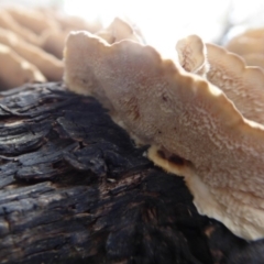 Trametes versicolor at Acton, ACT - 4 May 2019