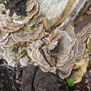 Trametes versicolor at Acton, ACT - 4 May 2019