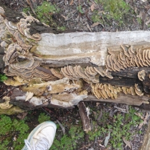 Trametes versicolor at Acton, ACT - 4 May 2019