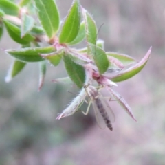 Chironomidae (family) (Non-biting Midge) at Acton, ACT - 4 May 2019 by Christine