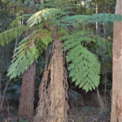 Cyathea australis subsp. australis (Rough Tree Fern) at Morton, NSW - 5 Jul 2018 by plants