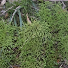 Pseudolycopodium densum (Bushy Club Moss) at Morton, NSW - 5 Jul 2018 by plants