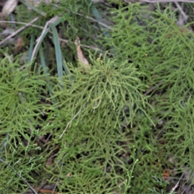 Pseudolycopodium densum (Bushy Club Moss) at Morton, NSW - 5 Jul 2018 by plants