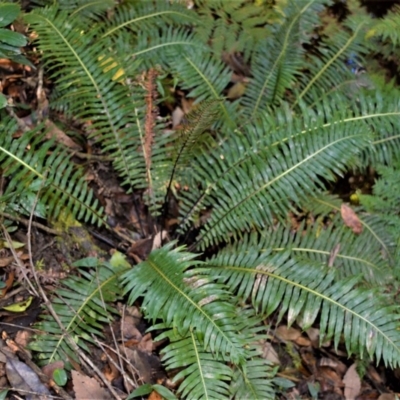 Blechnum nudum (Fishbone Water Fern) at Cockwhy, NSW - 5 Jul 2018 by plants