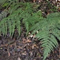 Calochlaena dubia (Rainbow Fern) at Cockwhy, NSW - 4 Jul 2018 by plants