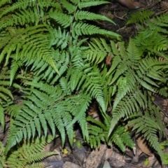 Hypolepis muelleri (Harsh Ground Fern, Swamp Bracken) at Cockwhy, NSW - 4 Jul 2016 by plants