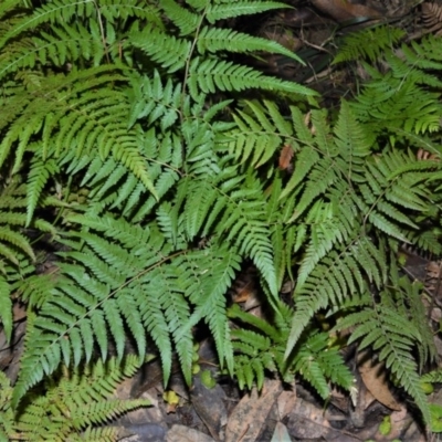 Hypolepis muelleri (Harsh Ground Fern, Swamp Bracken) at Cockwhy, NSW - 4 Jul 2016 by plants