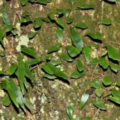 Pyrrosia rupestris (Rock Felt Fern) at Cockwhy, NSW - 4 Jul 2018 by plants