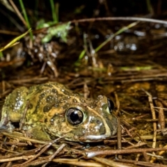 Neobatrachus sudellae (Sudell's Frog or Common Spadefoot) at FAD150: Fadden, West Appel bog - 14 Dec 2018 by TyrieStarrs