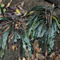 Blechnum patersonii subsp. patersonii (Strap Water Fern) at Cockwhy, NSW - 4 Jul 2018 by plants