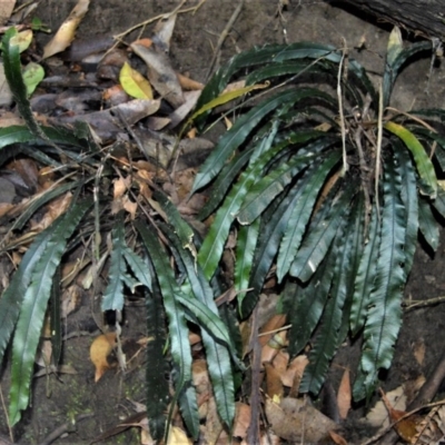 Blechnum patersonii subsp. patersonii (Strap Water Fern) at Cockwhy, NSW - 4 Jul 2018 by plants