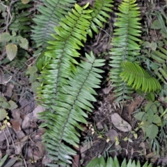 Pellaea falcata (Sickle Fern) at Morton, NSW - 4 Jul 2018 by plants