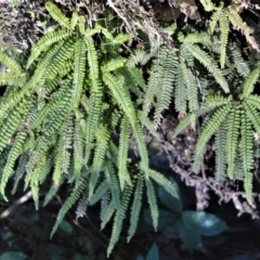 Adiantum hispidulum var. hispidulum (Rough Maidenhair) at Morton, NSW - 5 Jul 2018 by plants