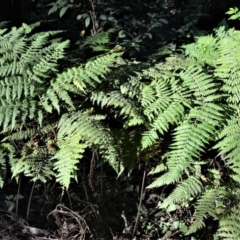 Hypolepis glandulifera (Downy Ground Fern) at Morton, NSW - 5 Jul 2018 by plants