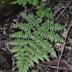 Diplazium australe (Austral Lady Fern) at Yadboro, NSW - 5 Jul 2018 by plants