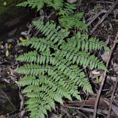 Diplazium australe (Austral Lady Fern) at Yadboro, NSW - 5 Jul 2018 by plants