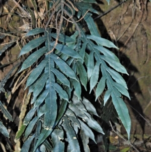 Blechnum patersonii subsp. patersonii at Yadboro, NSW - 5 Jul 2018 12:00 AM