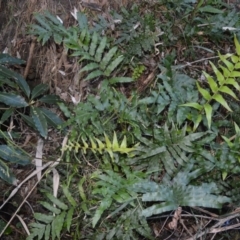 Blechnum camfieldii at Ulladulla, NSW - 5 Jul 2005 by plants