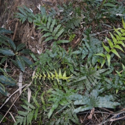 Blechnum camfieldii at Ulladulla, NSW - 5 Jul 2005 by plants