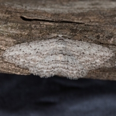 Phelotis cognata (Long-fringed Bark Moth) at Mount Majura - 3 May 2019 by kdm