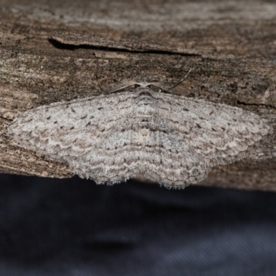 Phelotis cognata (Long-fringed Bark Moth) at Watson, ACT - 4 May 2019 by kdm