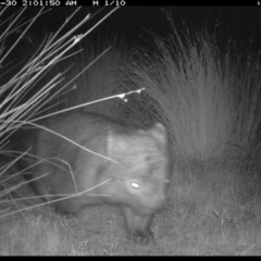 Vombatus ursinus (Common wombat, Bare-nosed Wombat) at Michelago, NSW - 29 Apr 2019 by Illilanga