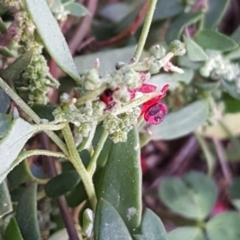 Einadia nutans subsp. nutans at Isaacs Ridge - 5 May 2019 03:24 PM