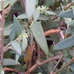 Einadia nutans subsp. nutans at Isaacs Ridge - 5 May 2019 03:24 PM