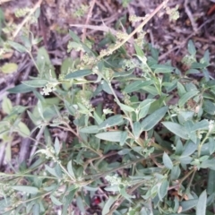 Einadia nutans subsp. nutans at Isaacs Ridge - 5 May 2019 03:24 PM