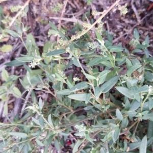 Einadia nutans subsp. nutans at Isaacs Ridge - 5 May 2019 03:24 PM