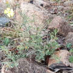 Hibbertia obtusifolia at Isaacs, ACT - 5 May 2019 03:05 PM