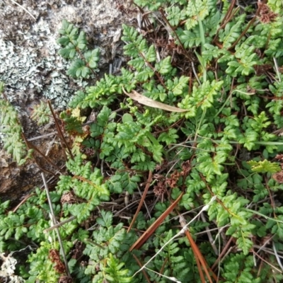 Cheilanthes sp. (Rock Fern) at Isaacs, ACT - 5 May 2019 by Mike