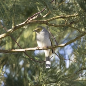 Ptilotula penicillata at Michelago, NSW - 4 May 2019 08:30 AM