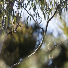 Ptilotula penicillata at Michelago, NSW - 4 May 2019 08:30 AM