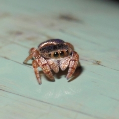 Simaethula sp. (genus) (A jumping spider) at ANBG - 4 May 2019 by TimL