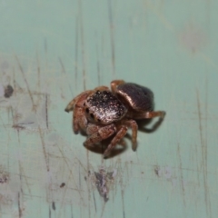 Simaethula sp. (genus) at Acton, ACT - 4 May 2019 01:54 PM