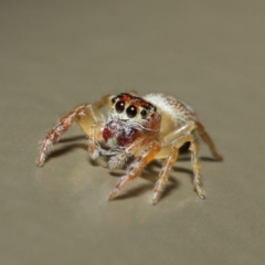 Opisthoncus sexmaculatus at Acton, ACT - 4 May 2019