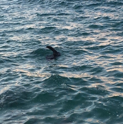 Arctocephalus pusillus doriferus (Australian Fur-seal) at Bawley Point, NSW - 3 May 2019 by Marg