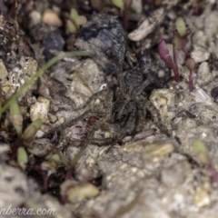 Lycosidae (family) (Unidentified wolf spider) at Paddys River, ACT - 27 Apr 2019 by BIrdsinCanberra