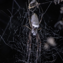 Trichonephila edulis (Golden orb weaver) at Paddys River, ACT - 27 Apr 2019 by BIrdsinCanberra