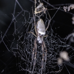 Trichonephila edulis at Paddys River, ACT - 27 Apr 2019 09:18 PM